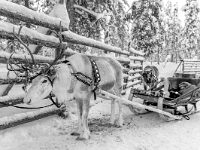 Traditional Lapland Reindeer Safari